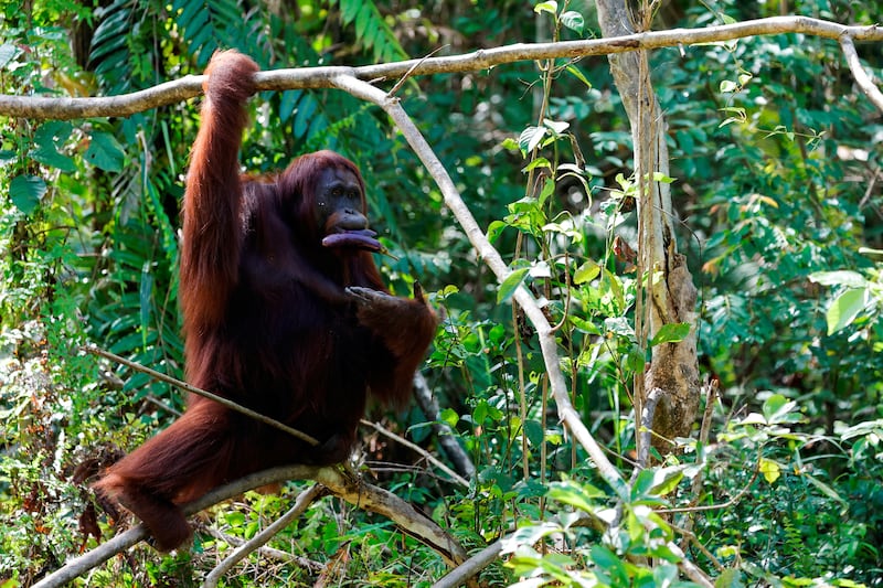 2023-03-22T010033Z_477612631_RC21QZ916VOK_RTRMADP_3_INDONESIA-CAPITAL-WILDLIFE.JPG