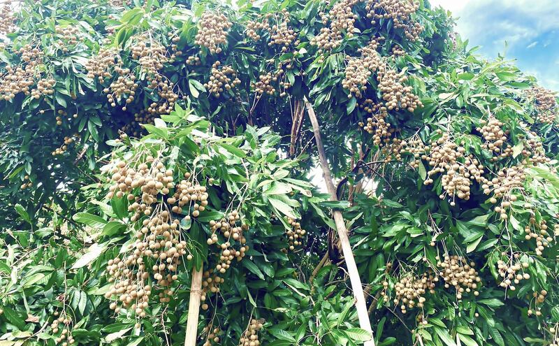 th-longan-04.jpg